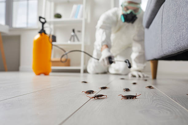 Commercial Kitchen Cockroach Control in El Cajon